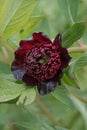 Delavays Tree peony Paeonia delavayi budding wine-red flower